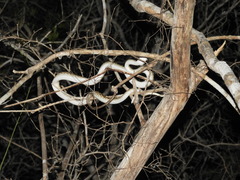 Madagascarophis colubrinus