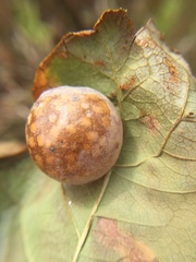 Atrusca quercuscentricola