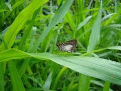 Callimormus radiola radiola