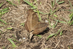 Junonia iphita
