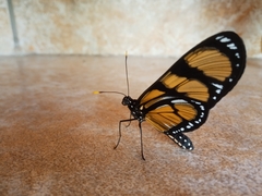 Methona themisto themisto