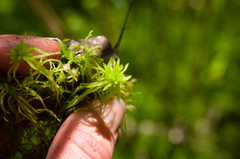 Sphagnum teres