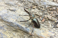 Sphaenognathus bellicosus