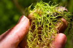 Sphagnum teres
