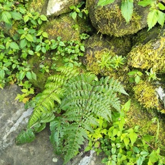 Cornopteris banajaoensis