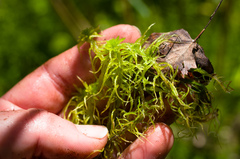 Sphagnum teres