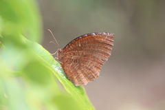 Elymnias hypermnestra