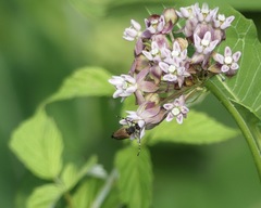 Brachyleptura