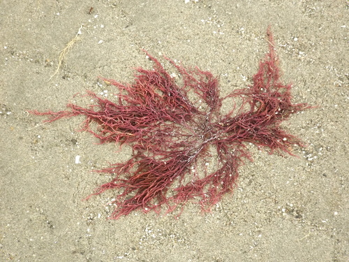 Image of Agardhiella subulata by no rights reserved