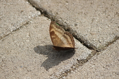 Junonia iphita