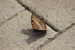 Junonia iphita