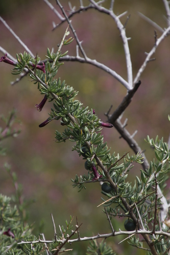 Image of Lycium afrum by (c) Tony Rebelo, some rights reserved (CC BY-SA)