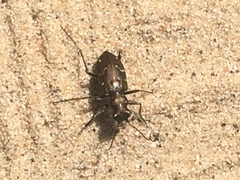 Cicindela longilabris