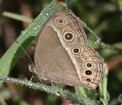 Mycalesis mineus polydecta