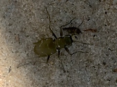 Cicindela longilabris