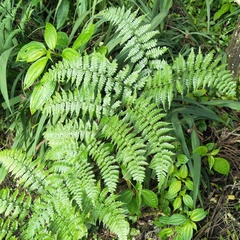 Diplazium kawakamii