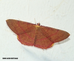 Eumelea rosalia