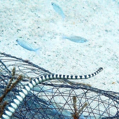 Hydrophis lapemoides