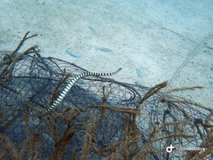 Hydrophis lapemoides