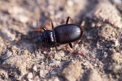 Nebria