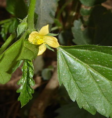 Malvastrum coromandelianum image