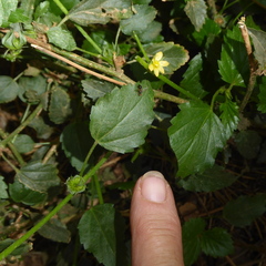 Malvastrum coromandelianum image