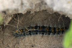 Bombycomorpha bifascia