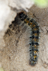 Bombycomorpha bifascia