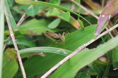 Spathosternum prasiniferum