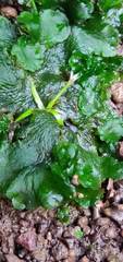 Eriocaulon xeranthemum