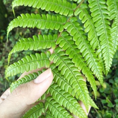 Dryopteris lepidopoda