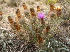 Ancathia igniaria