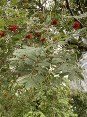 Sorbus aucuparia