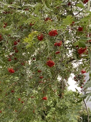 Sorbus aucuparia