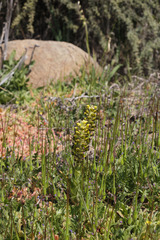 Pterygodium ingeanum