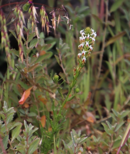 Image of Hebenstretia repens by (c) Tony Rebelo, some rights reserved (CC BY-SA)