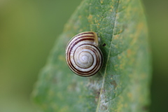 Cepaea