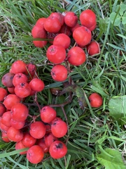 Sorbus aucuparia