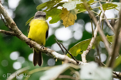 Myiozetetes granadensis