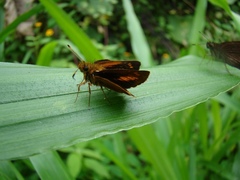 Corticea mendica schwartzi