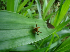 Corticea mendica schwartzi