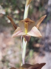 Gladiolus hyalinus