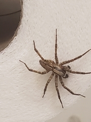 Araneae