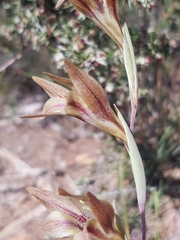 Gladiolus hyalinus
