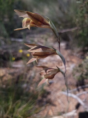 Gladiolus hyalinus