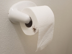 Araneae