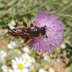 Dasyscolia ciliata