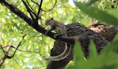Funambulus palmarum