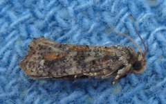Acrolophus popeanella