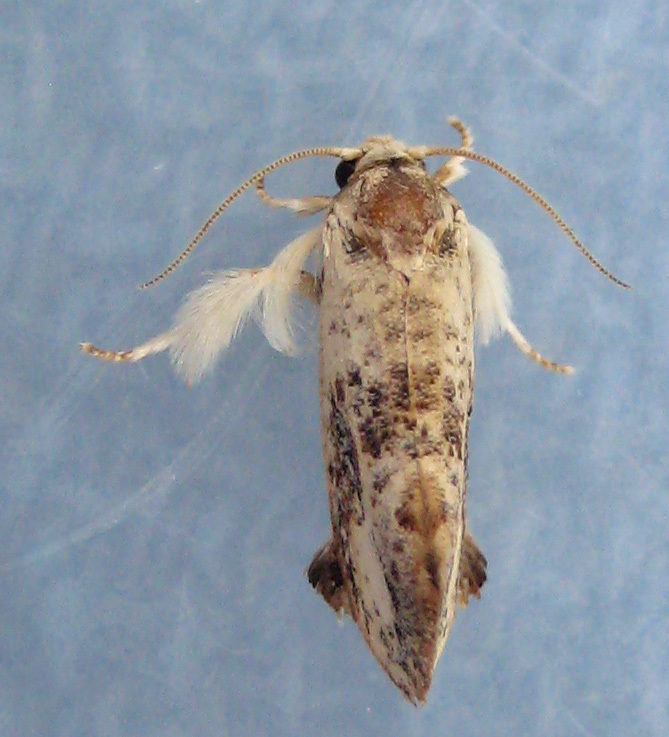 Frilly Grass Tubeworm Moth